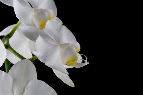 Orchid Flower Free Stock Photo Public Domain Pictures
