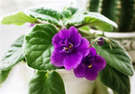 African Violet Care Proper Care And Propagation Tips Garden Therapy