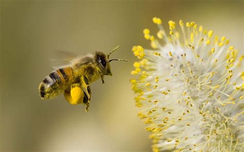 Honey bees are an important part of the world our kids are going to inherit. Honeybees - did you know? | beesweetnaturals.com