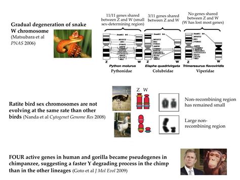 Ppt Sex Chromosome Evolution In Vertebrates Powerpoint Presentation