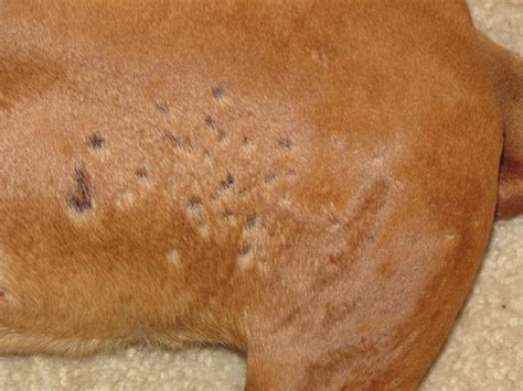 Skin Problems Boxer Breed Dog Forums