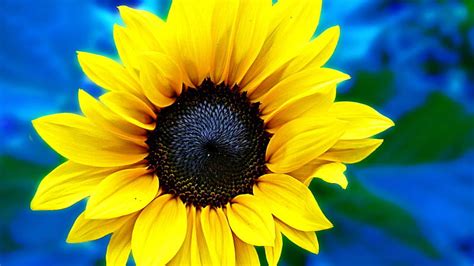 Details 200 Sunflower Background Hd Abzlocalmx