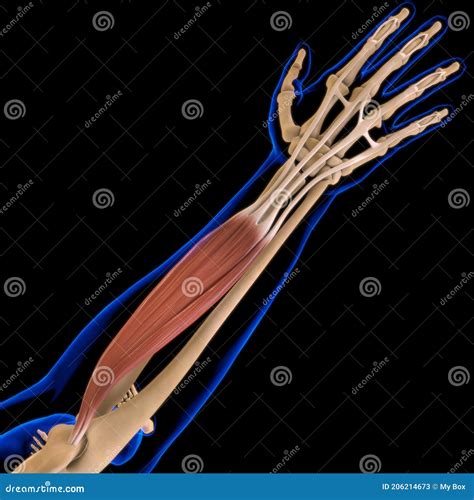Extensor Digitorum Muscle Anatomy For Medical Concept D Illustration