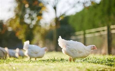 Top Reasons Why Pasture Raised Chickens Are Healthier For You