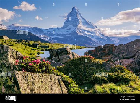 Blooming Alpine Roses Above The Stellisee With The Matterhorn 4478m