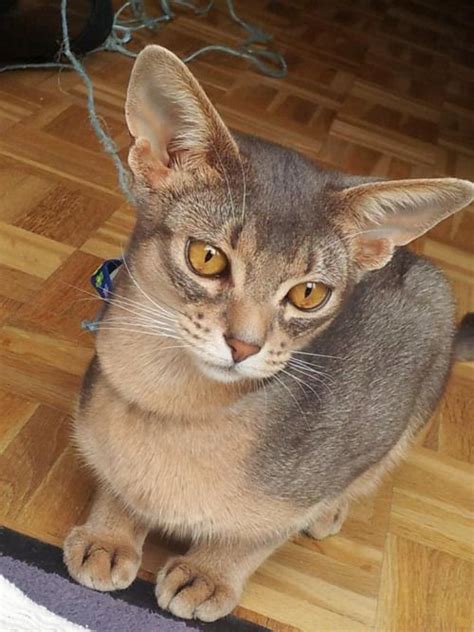 Pin By Cat Colours On Blue Cats Abyssinian Cats Cat Colors