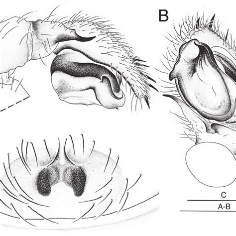 Palindroma Morogorom Gen Et Sp Nov A B Holotype ♂ C Paratype ♀ Download Scientific