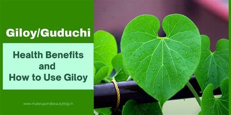 Giloy Or Guduchi Health Benefits And How To Use Giloy