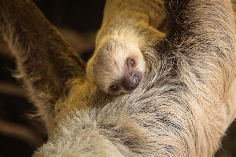 Baby Sloth Surprises Zookeepers With Speedy Birth