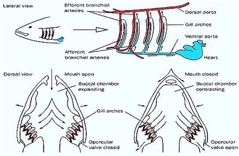 Fish Respiratory System Diagram