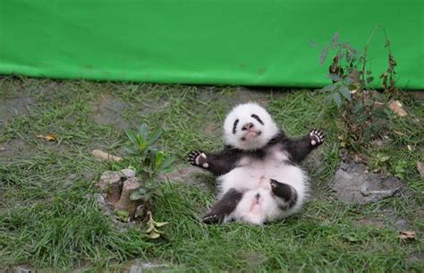 Watch Playful Giant Panda Cub Take A Tumble Off Stage As It Tries To