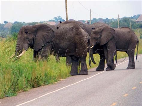 Two sentenced to 12-years imprisonment over wildlife species - Uganda