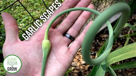 Garlic Scapes Harvest Everything You Need To Know Youtube