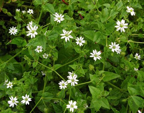 Weed Of The Week Common Chickweed