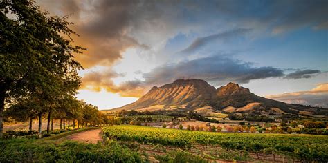 Explore The Cape Winelands In South Africa Rhino Africa