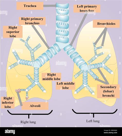 Lungs Along With Trachea Bronchi Bronchioles Alveoli Lobes Of