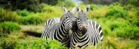 5 Days Tanzania Authentic Safari ⋆ Experience East Africa Tanzania Tours