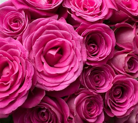 Pink Roses Flowers Free Photo On Pixabay Pixabay