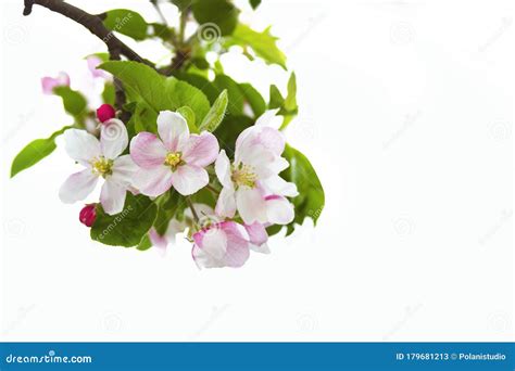 Branch With Pink Cherry Blossoms Isolated On White Background Stock