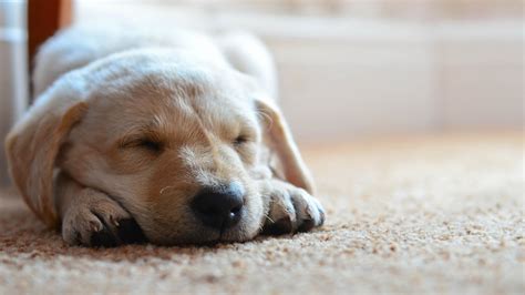 Dog Sleeping Photo Download Hd Wallpapers