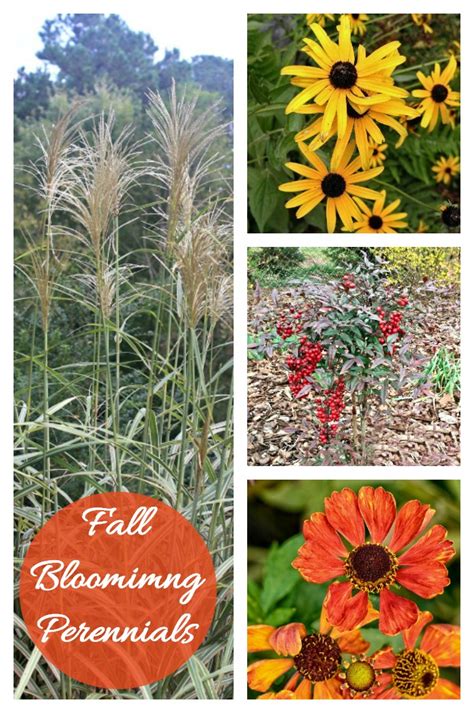 Fall Blooming Perennials And Annuals For A Bold Pop Of Color