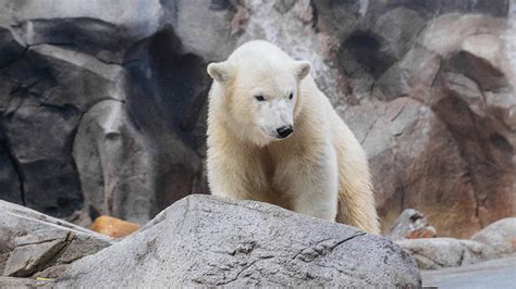 Polar Bears At Sea World On The Gold Coast