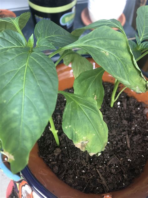 After receiving a nasty burn while i was processing peppers that i thought were relatively benign, i went on a quest to find an effective treatment. Banana pepper plants have soft drooping leaves. Is it the ...