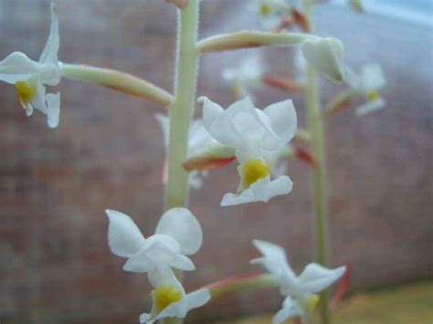 Add your own photos, notes, get monthly email reminders on how to care for your plants, and connect with other gardeners. Jewel Orchid (Ludisia discolor) Guide | Our House Plants