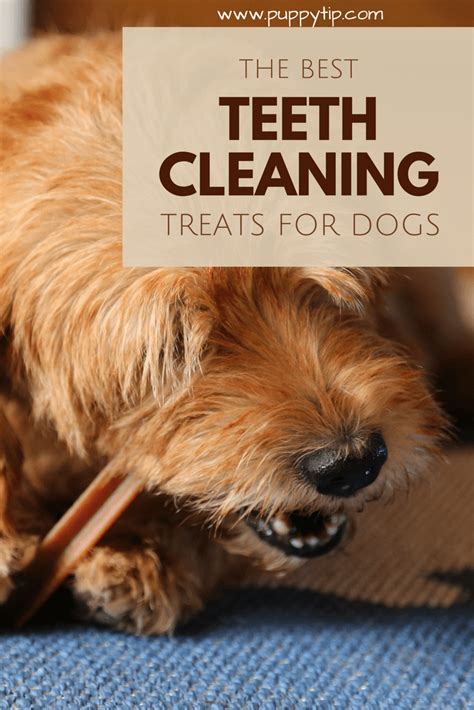 Brushing your dog's teeth at home is the easiest and inexpensive way to keep their teeth and gums healthy. In this review, I'll share my favorite 7 best dog teeth ...