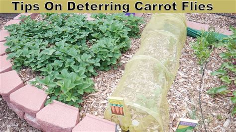 Competition will prevent your carrots from growing to an optimal size and shape. Planting Carrot Seedlings - Tips On Deterring Carrot Flies ...