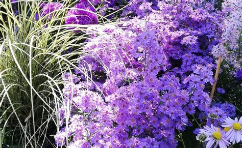 Fiori viola, bordi bordi e cornici. Informazione: Fiore A Grappolo Dal Caratteristico Colore Lilla