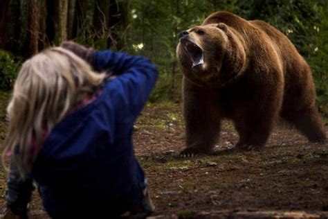 Into The Grizzly Maze Trailer Ufficiale Del Film Sull Orso Bruno Darkveins Com
