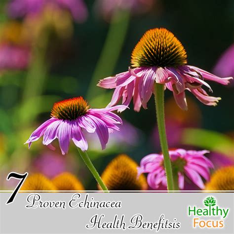 7 Proven Echinacea Health Benefits Healthy Focus