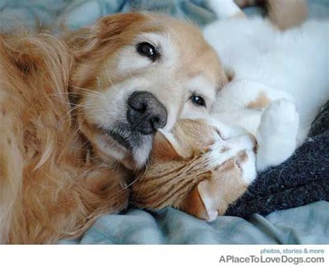 The Love Of A Friend Dogs And Cats And Pinterest