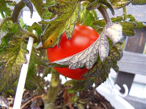 When pests, like aphids, thrips, and spider mites feed on the leaves, they transfer toxic saliva to the plant, which causes the leaves to turn yellow with visible purple veins. Why Are My Tomato Leaves Turning Purple? | Metaphorical ...