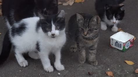 Hungry Kittens Playing In The Street Youtube