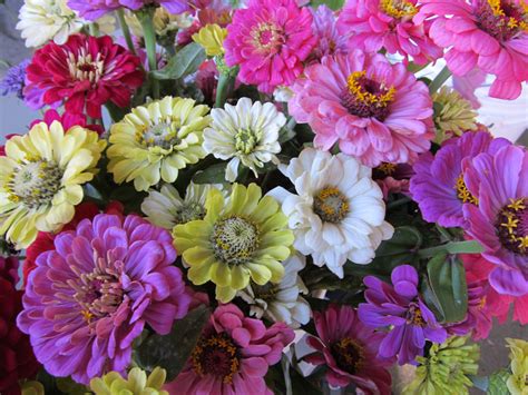 Zinnia Mix Thinking Or In Memory Of An Absent Friend Zinnias