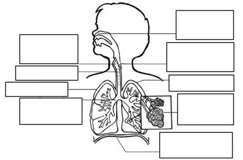 Completa las partes del Sistema Respiratorio incluye una breve explicación de cada uno de ellas