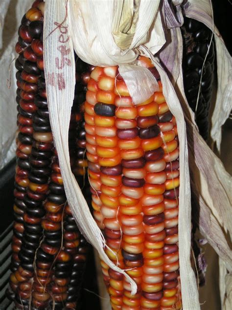 Lunch/brunch/dinner packages now available for take out! Blue Viola Farm: Non-GMO corn.....a real looker, too!