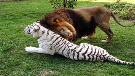 White Tigress And Lion Fall In Love Escape Zoo Together Youtube