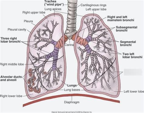 Lower Respiratory Tract Diagram Quizlet