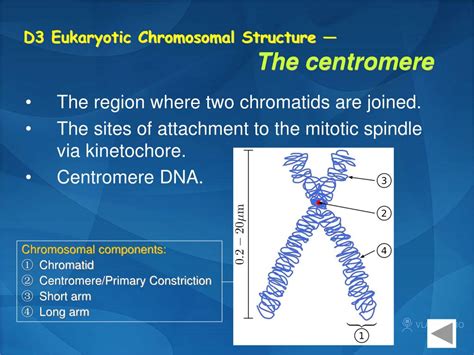 PPT Section D Prokaryotic And Eukaryotic Chromosome Structure