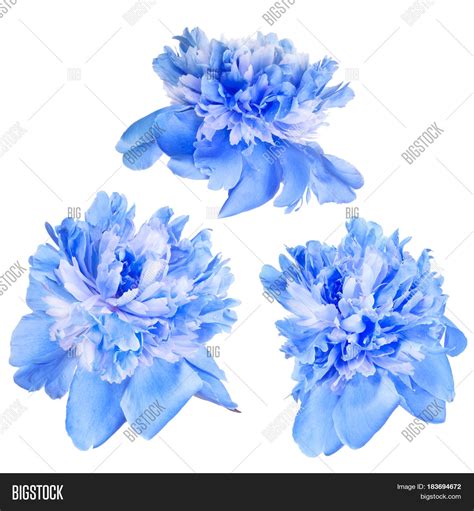 Set Blue Peony Flowers Image And Photo Free Trial Bigstock