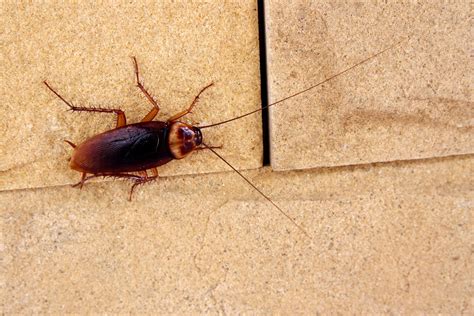 What Attracts Cockroaches Ways Youre Inviting Cockroaches Into Your Home Bob Vila
