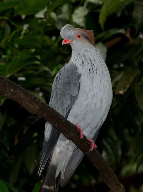 Topknot Pigeon The Australian Museum