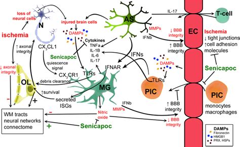 Of Key Neuroimmune Pathways And Interactions Between Cells Of The Cns
