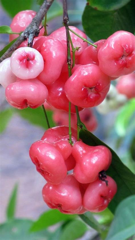 Buy 10 Seeds Delicious Water Rose Apple Exotic Fruit Varietysuper