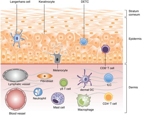 A Schematic View Of The Different Cell Types Populating The Skin