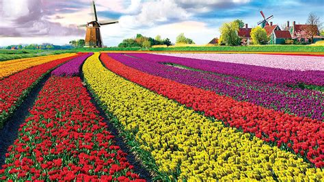 Tulip Farm Wallpapers Wallpaper Cave