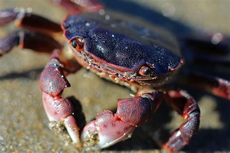Do You Know These Holiday Crabs Updates From The Us Fish And